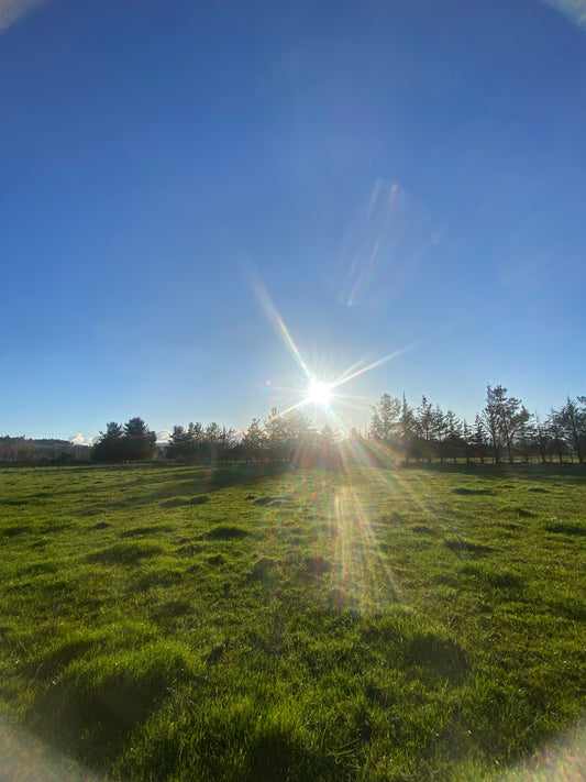 EN VENTA PARCELA 5.000 m² – CAMINO INTERIOR SECTOR EL PARQUE | ANGOL