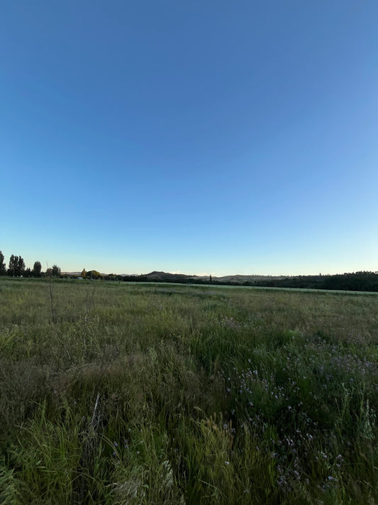 Lote en Venta de 5.000 m² en Sector El Maitén – Camino Interior El Parque