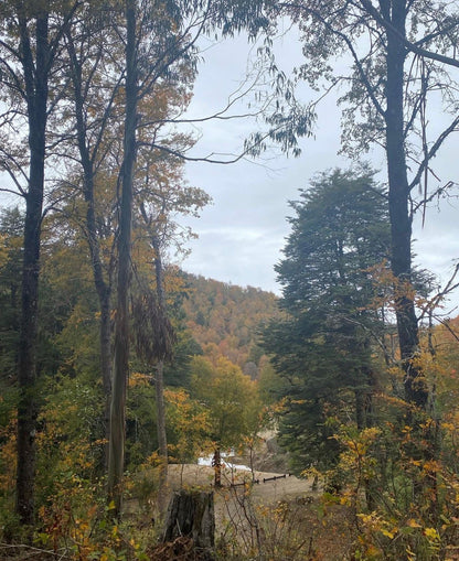 Parcela proyecto Eco Nahuelbuta