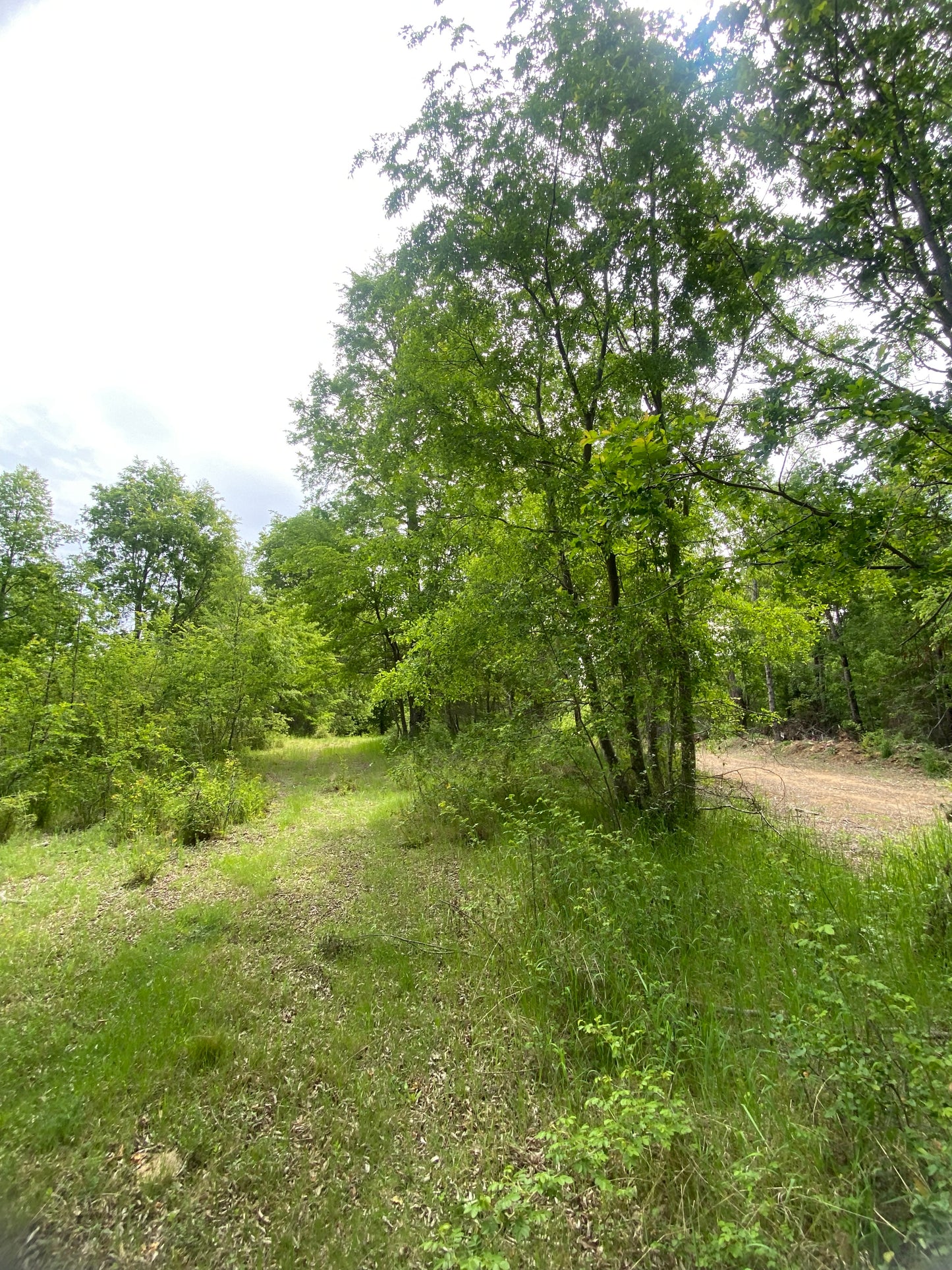 🌄 Proyecto Parcelas Altos de Nahuelbuta – Venta